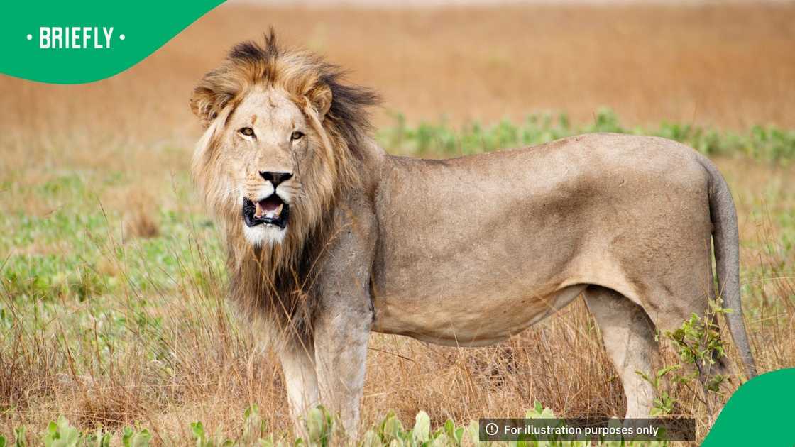 A lion which escaped the Kruger National Park in Mpumalanga attacked a cattle farmer A lion which escaped the Kruger National Park in Mpumalanga attacked a cattle farmer