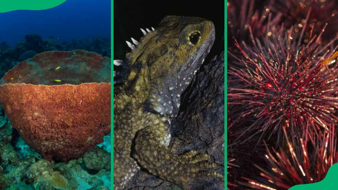 Top longest living animals Top longest living animals