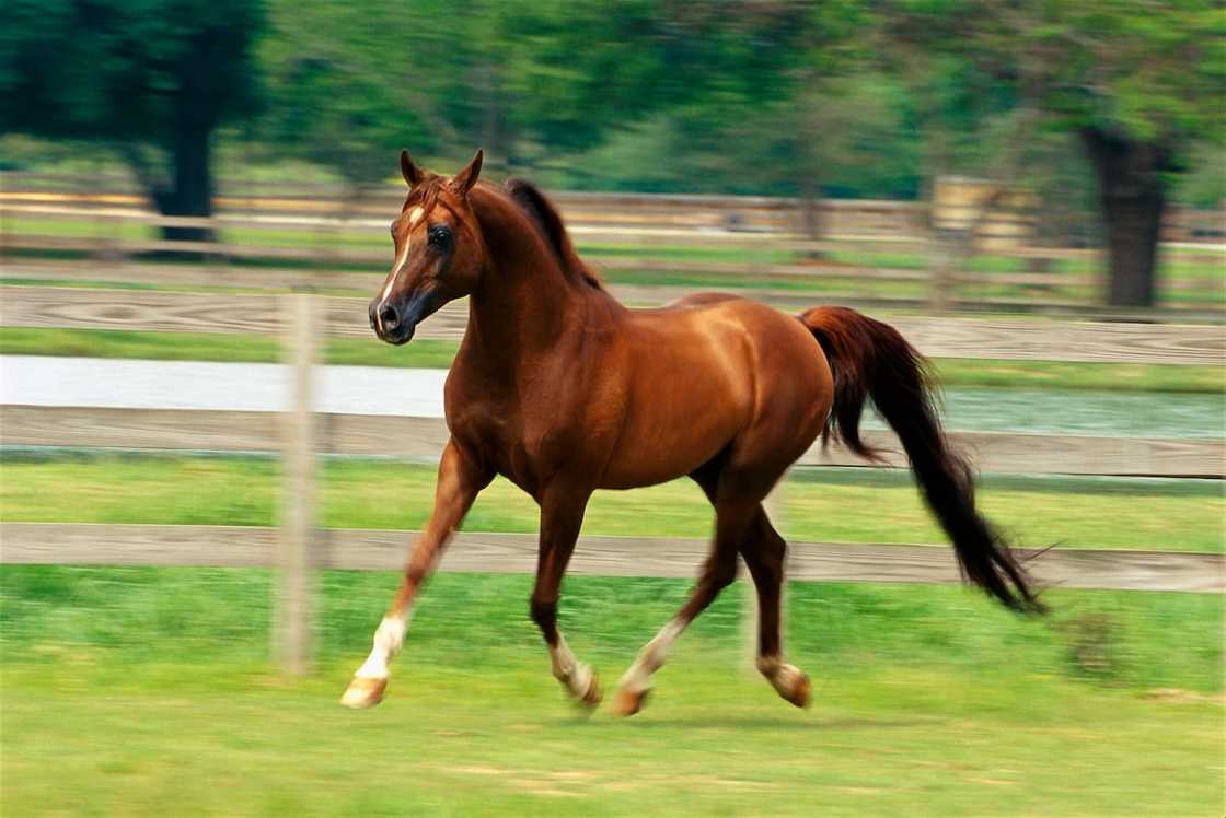 Which is the largest breed of riding horse? Which is the largest breed of riding horse?