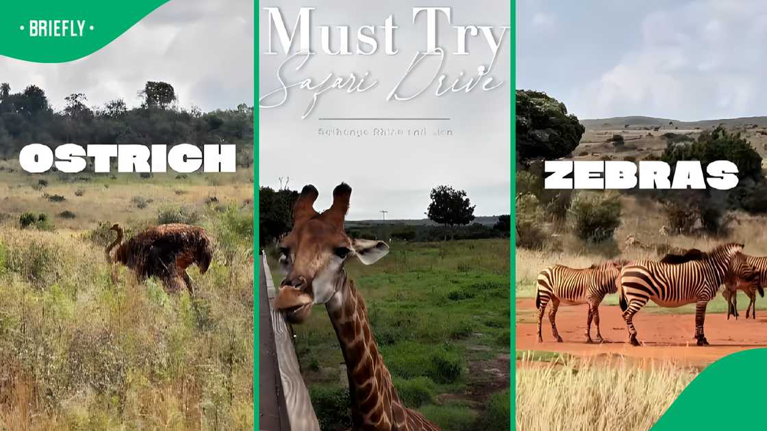 A TikTokers must-try safari experience in Johannesburg A TikTokers must-try safari experience in Johannesburg