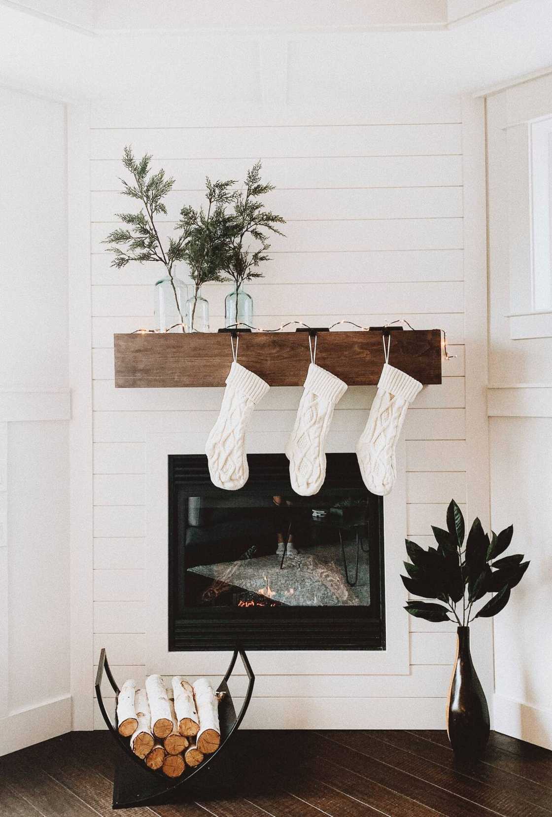 plant décor plant décor