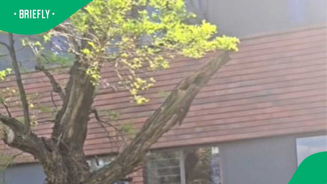 Boomslang captured at students' residence Boomslang captured at students' residence