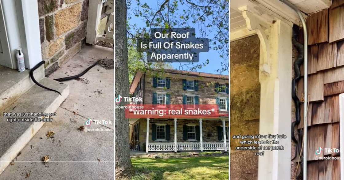 House filled with black snakes on TikTok House filled with black snakes on TikTok