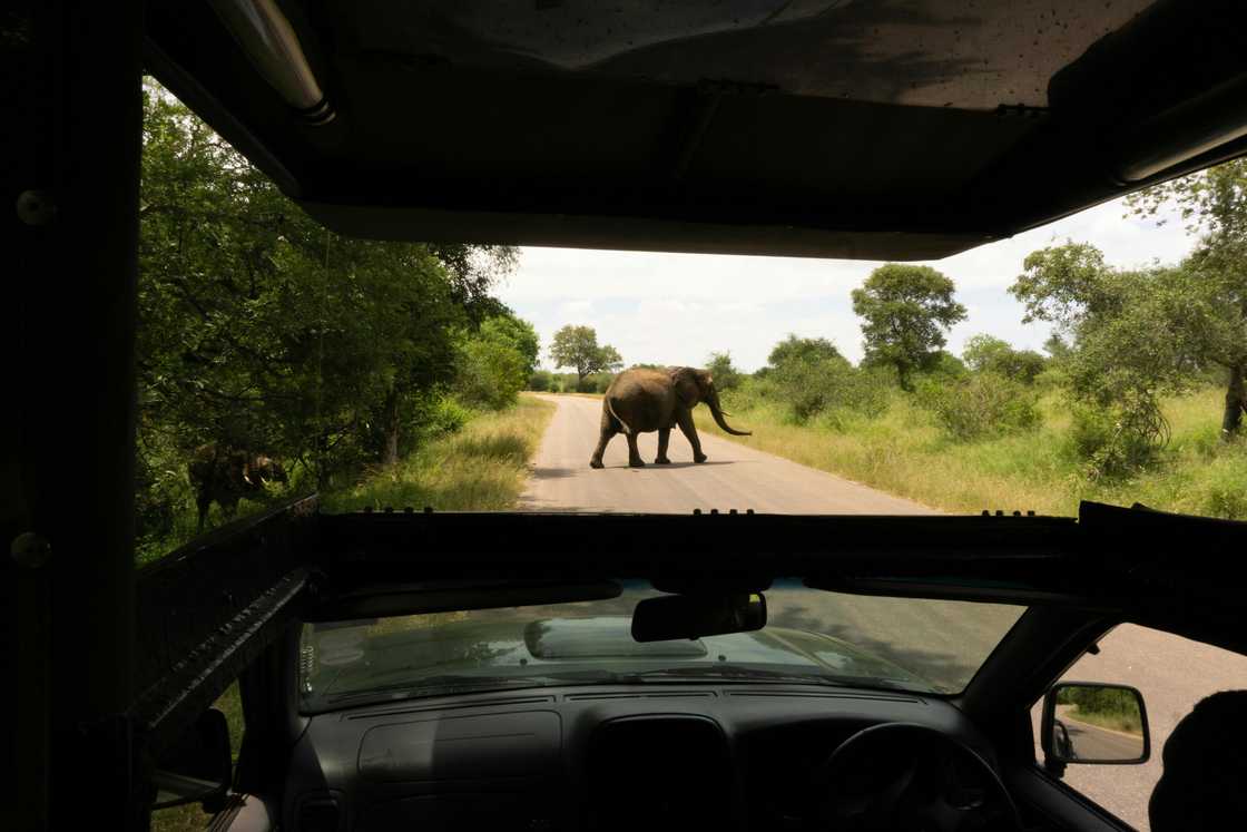 South Africans convinced Kruger National Park deaths were criminals South Africans convinced Kruger National Park deaths were criminals
