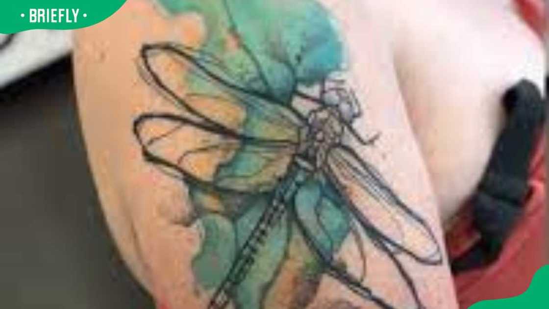 watercolour landscape dragonfly watercolour landscape dragonfly