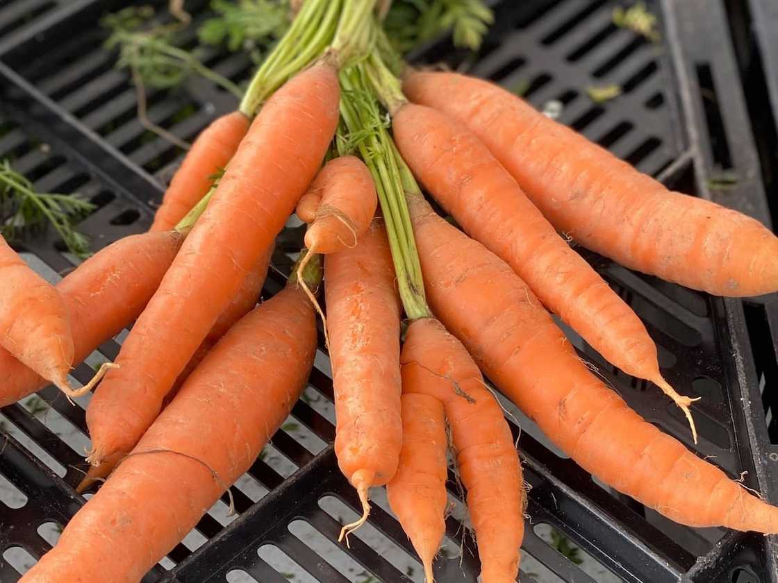 Top 10 alkaline foods you need to include in your diet today Top 10 alkaline foods you need to include in your diet today