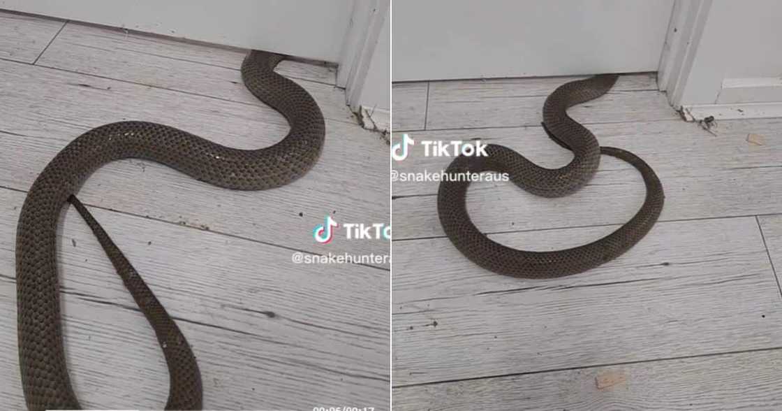 Snake slothering underneath door