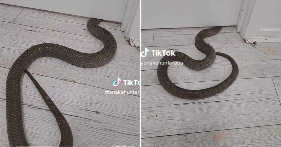 Snake slothering underneath door Snake slothering underneath door