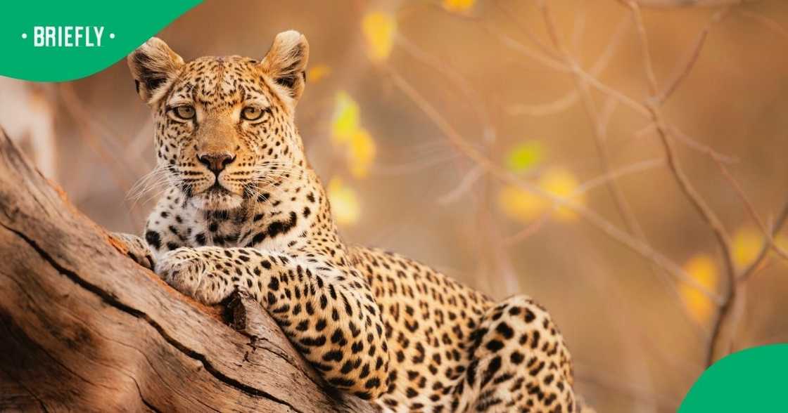 A leopard attacked two people at the Air Force base in Hoedspruit, Limpopo A leopard attacked two people at the Air Force base in Hoedspruit, Limpopo