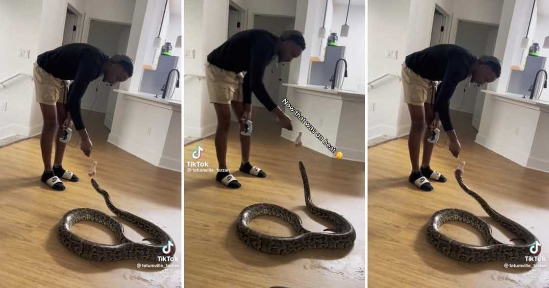 Man fed his snake a drumstick