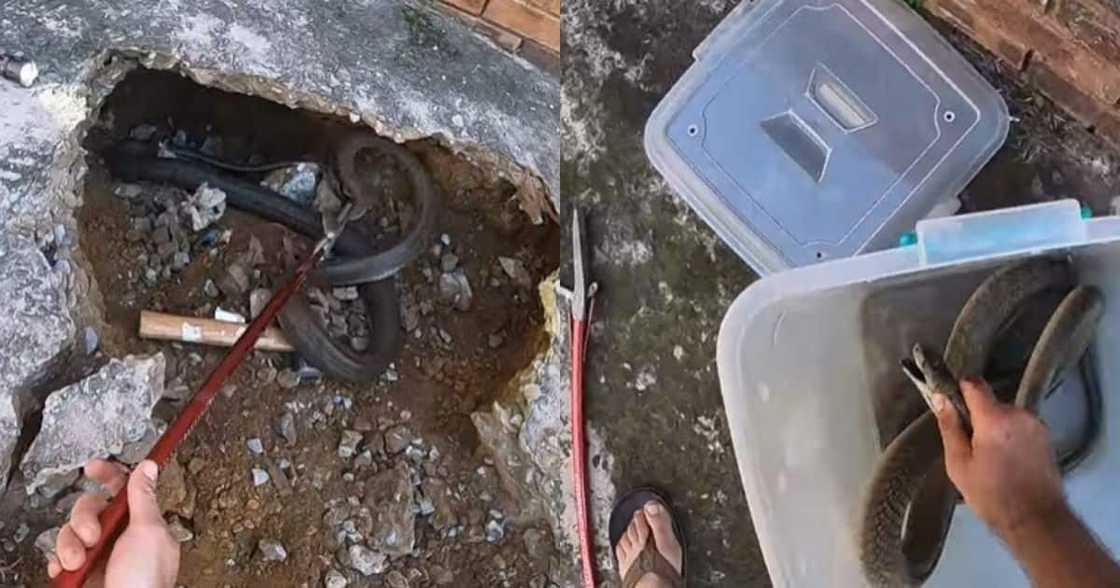 Snake rescuer, Nick Evans, black mamba, flipflops Snake rescuer, Nick Evans, black mamba, flipflops