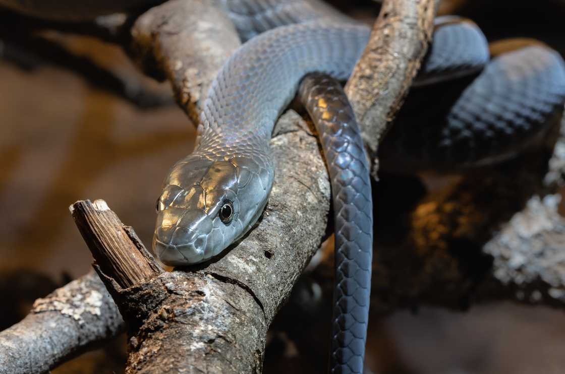 Black mambas are considered one of the world's most venomous snakes