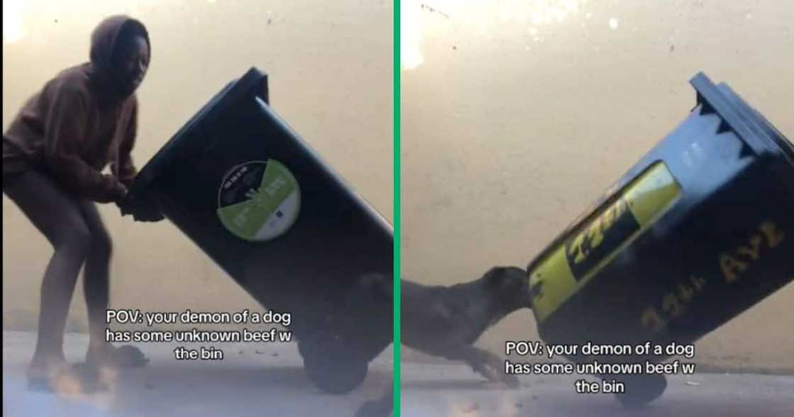 A dog attacks a dustbin in a TikTok video. A dog attacks a dustbin in a TikTok video.