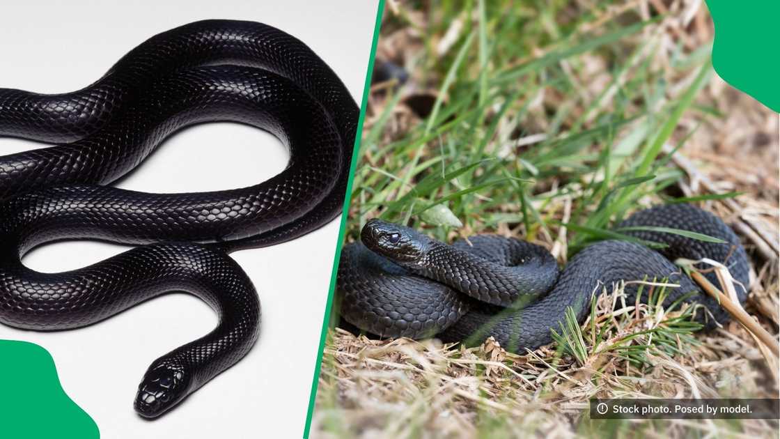 South African well-known snake rescuer caught a rare juvenile natal black snake.