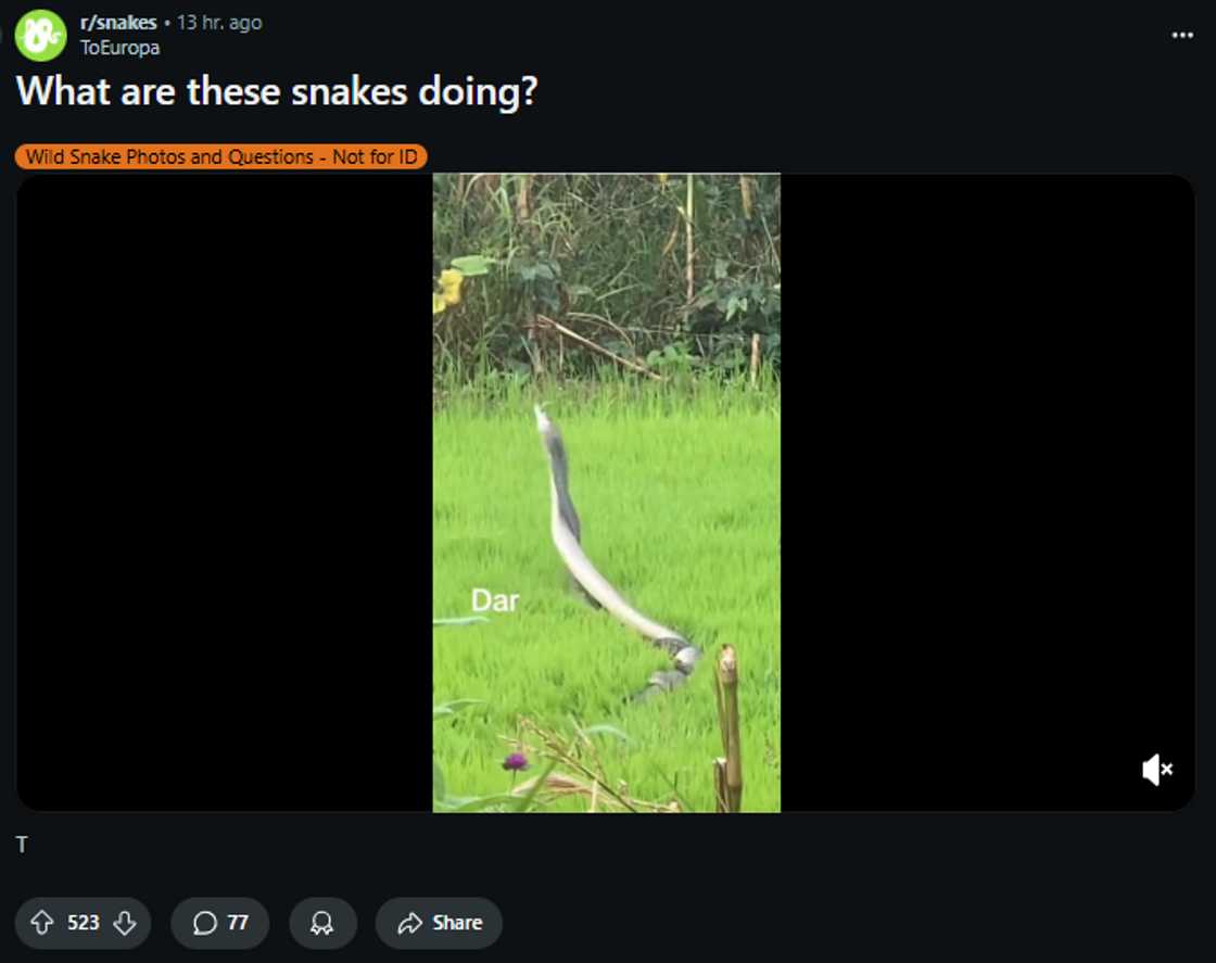 Two snakes rising from the ground and engaging in a tense battle for dominance Two snakes rising from the ground and engaging in a tense battle for dominance