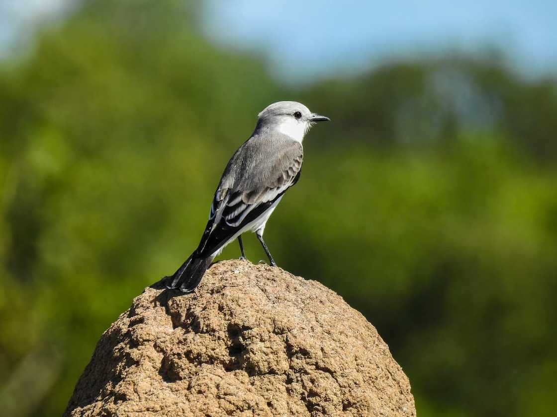 Xolmis standing on the rock