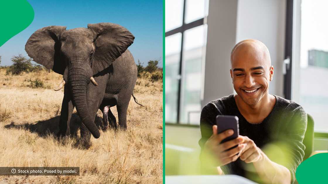 South Africans had a chuckle after a safari group escaped a charging elephant. South Africans had a chuckle after a safari group escaped a charging elephant.