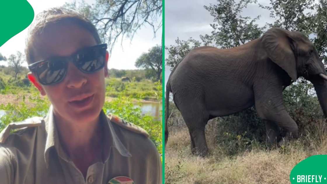 The visual on the right captured an elephant