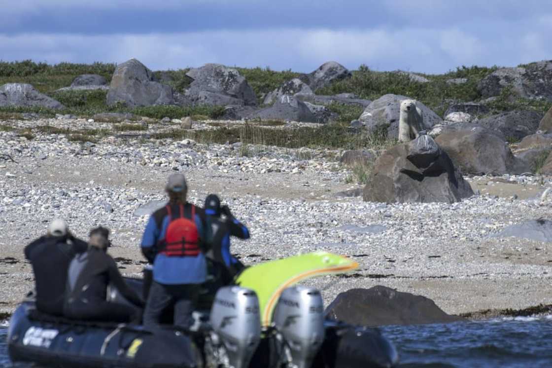 A few thousand tourists find their way each year to the area around Churchill, Manitoba, drawn by the increased presence of polar bears A few thousand tourists find their way each year to the area around Churchill, Manitoba, drawn by the increased presence of polar bears