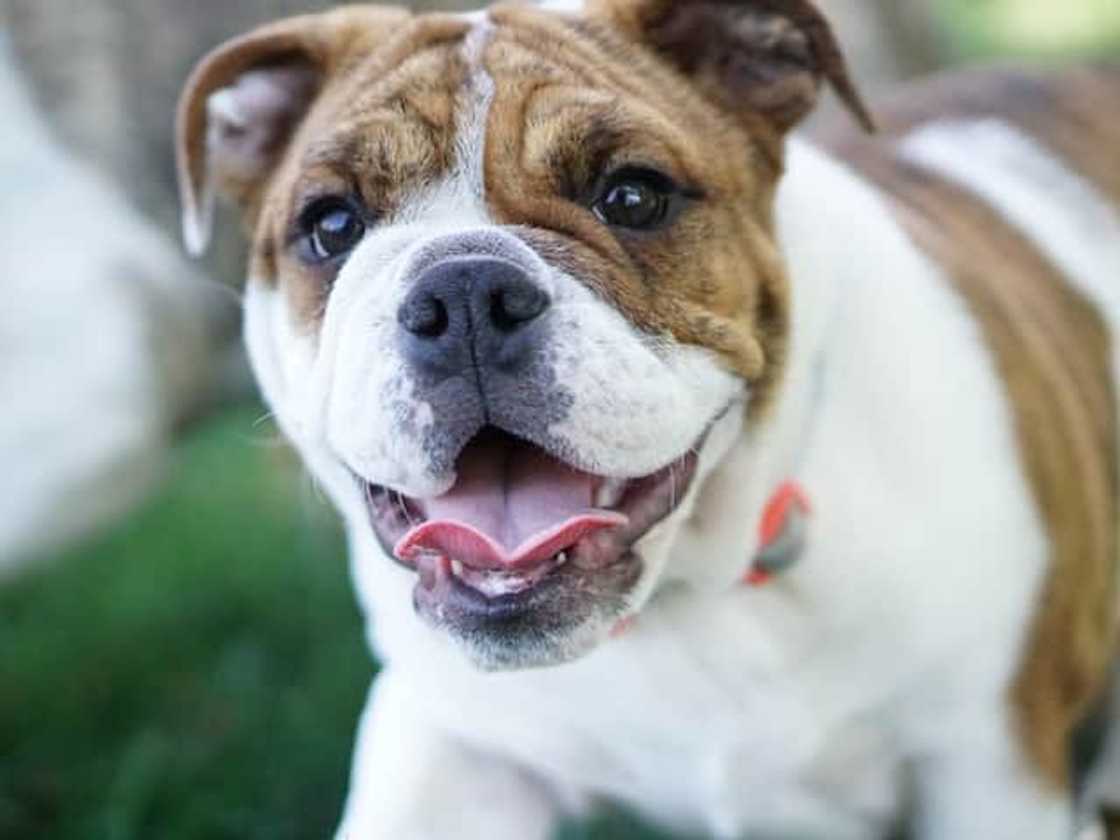 white frenchie price white frenchie price