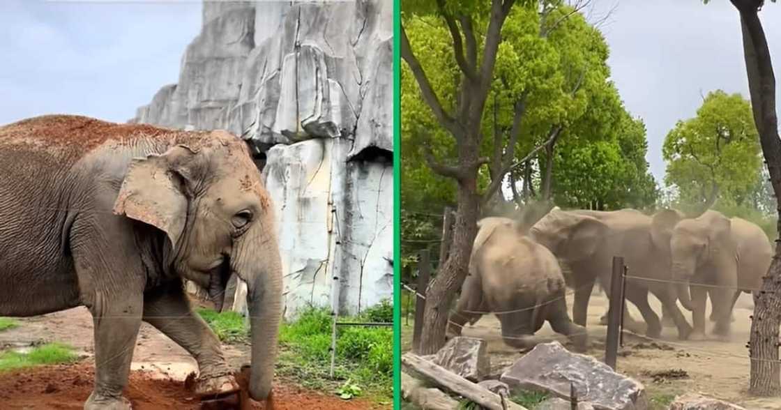 A painting elephant wowed many A painting elephant wowed many