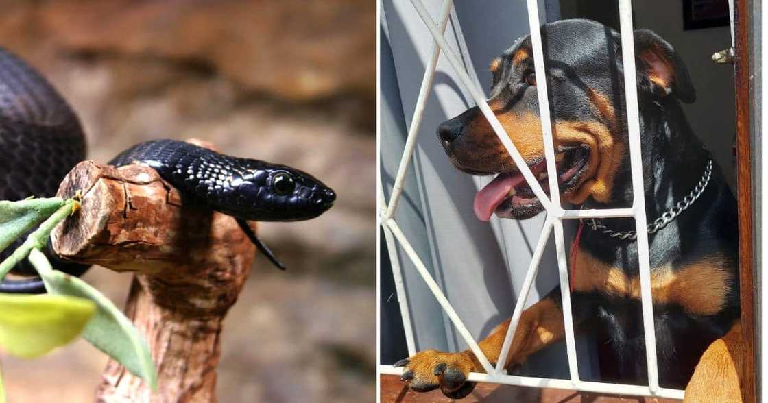 Snake Rescuer Nick Evans Helps KwaZulu-Natal Resident: "Never let your dog out to kill a snake for you" Snake Rescuer Nick Evans Helps KwaZulu-Natal Resident: "Never let your dog out to kill a snake for you"