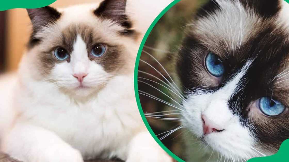 Ragdoll cat breed