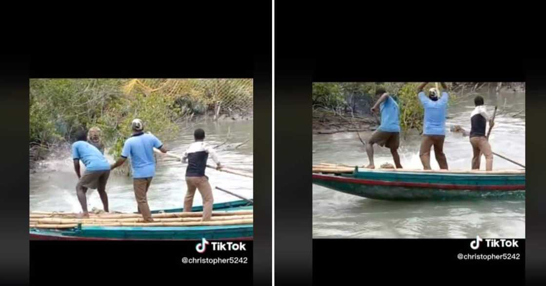 Tiger attack goes TikTok viral in a post Tiger attack goes TikTok viral in a post