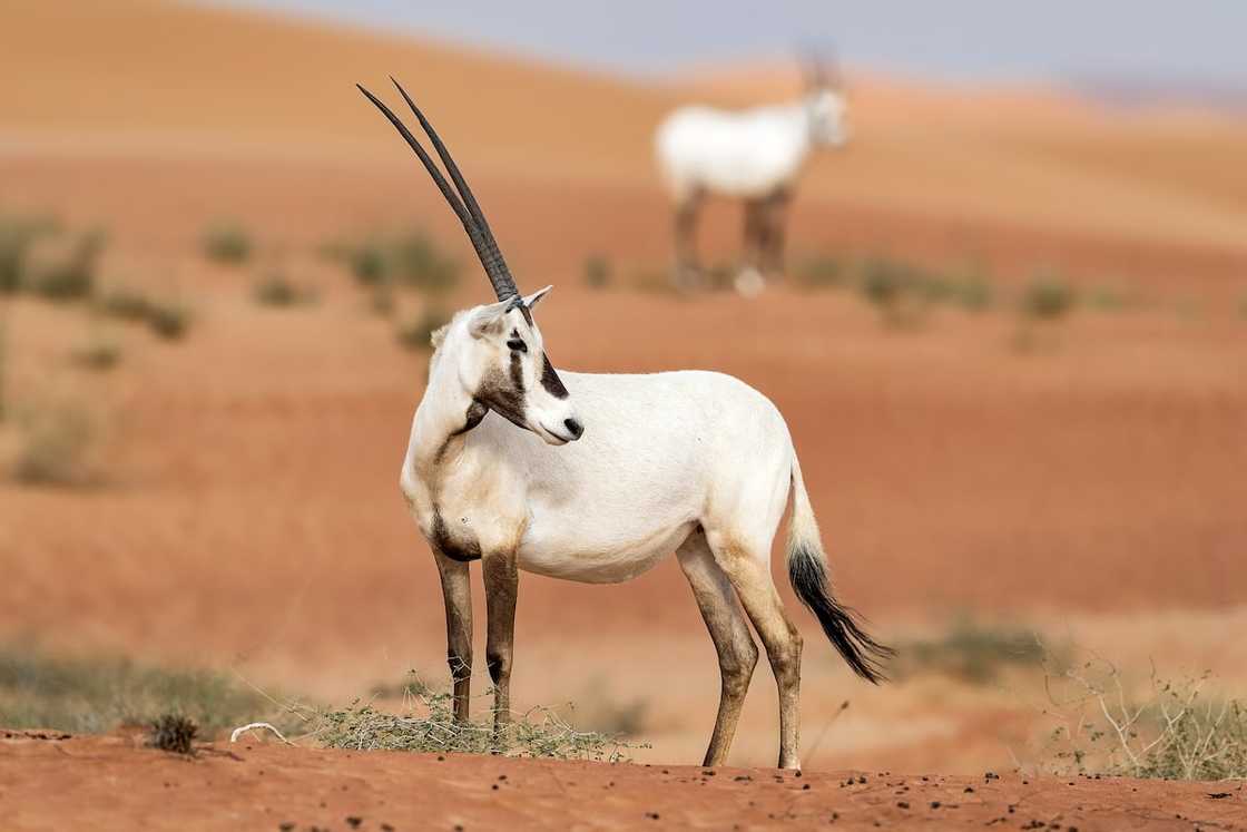A white Arabian oryx A white Arabian oryx