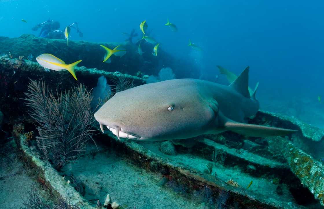 A nurse shark swimming A nurse shark swimming