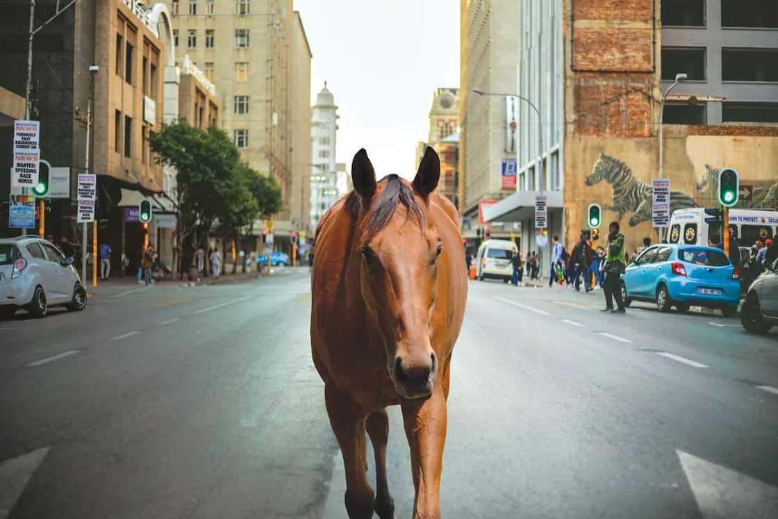 Global Team Horse Racing's Speedbreaker in Johannesburg. Global Team Horse Racing's Speedbreaker in Johannesburg.