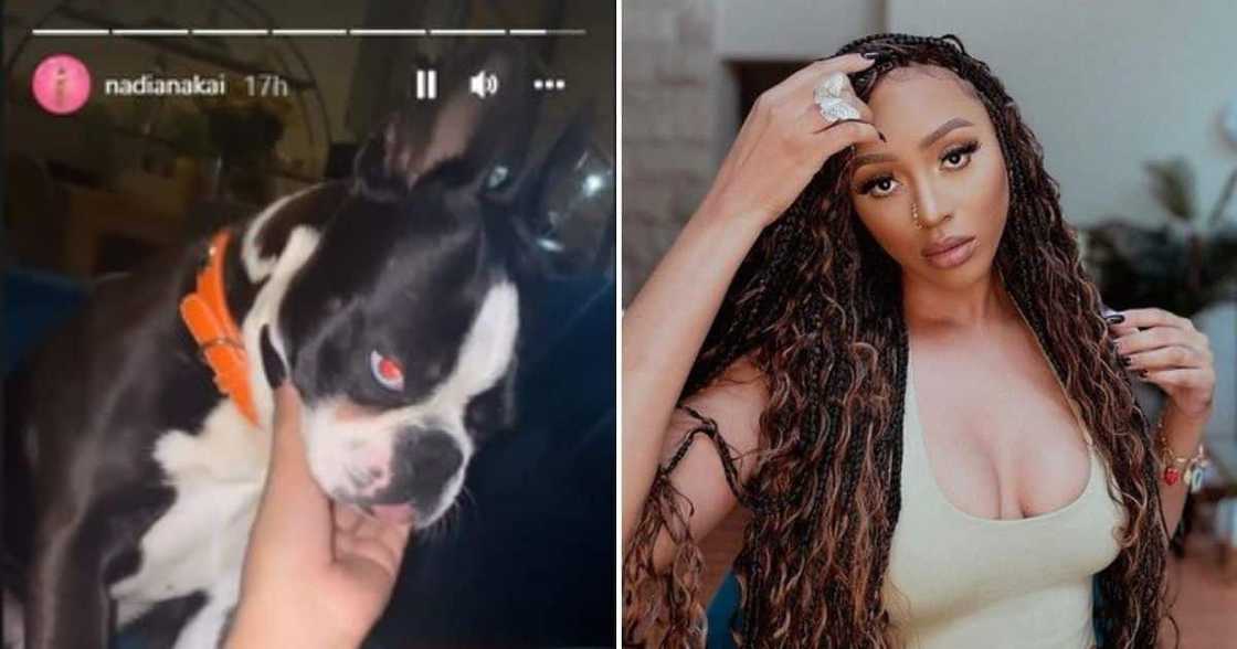 Nadia Nakai, AKA’s dog, obsessed with her Nadia Nakai, AKA’s dog, obsessed with her