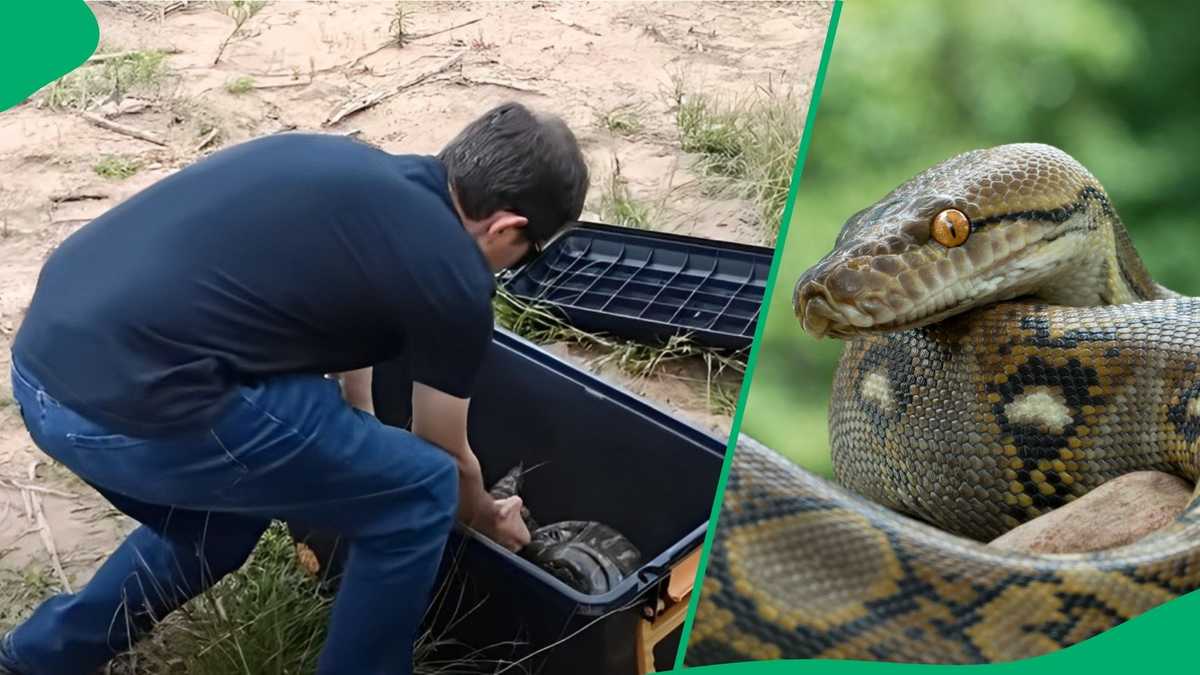 โStrange Place to Find Pythonsโ: Video Shows KZN Snake Catchers Rescue ...