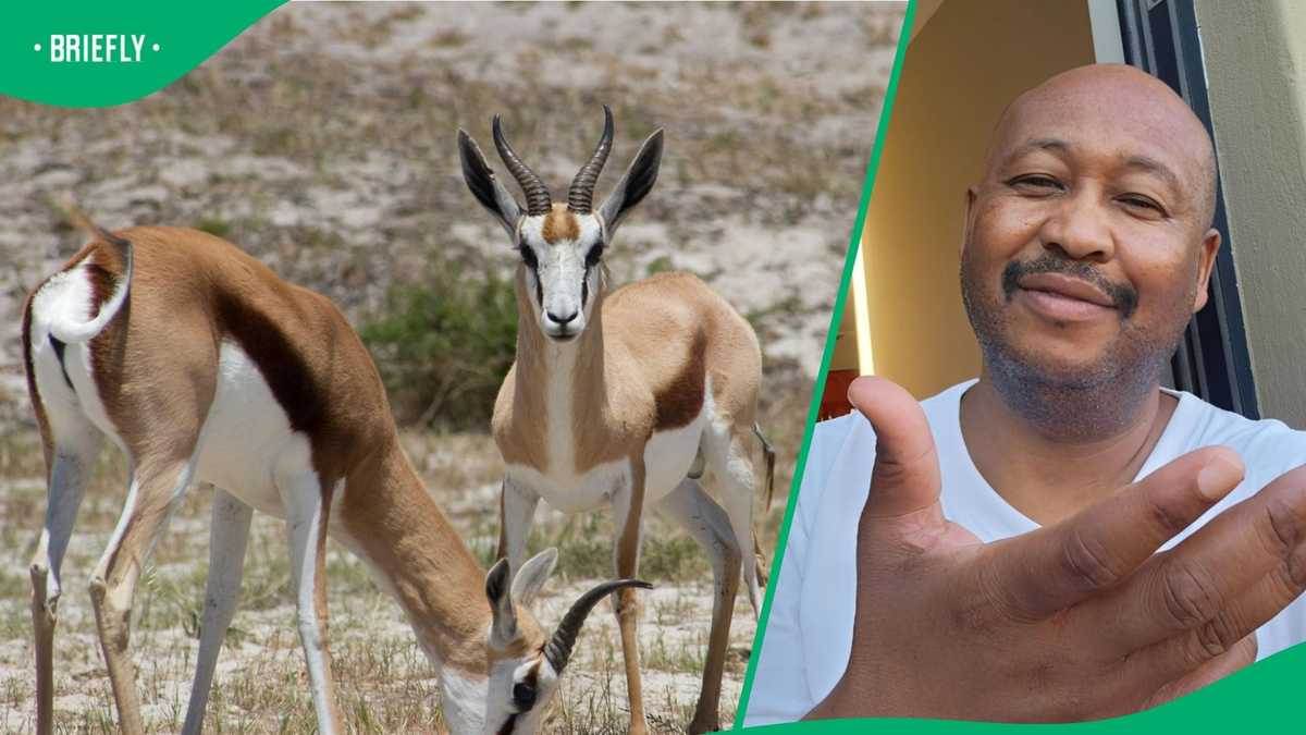 "The whole national rugby team": Man's video of springboks in his yard enthrals South Africans