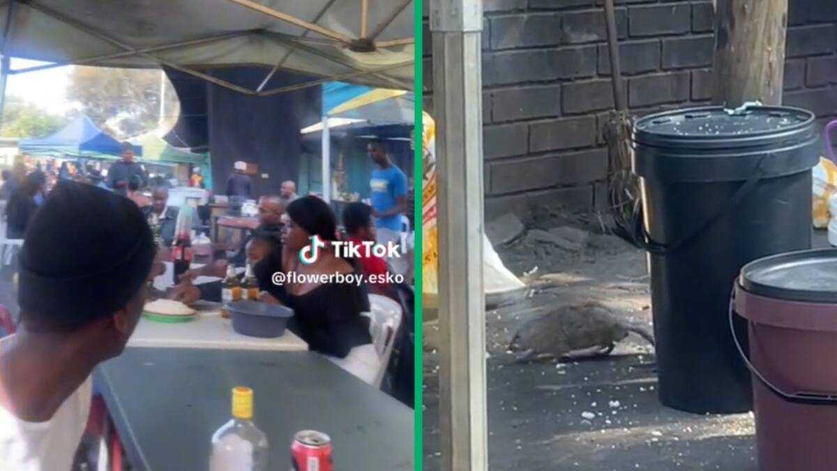 Johannesburg Rat at Kwa Mai Mai Gives People Shivers, Video Trends ...