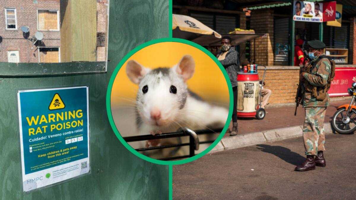 Johannesburg Taxi Rank Deaths: Postmortem Identifies Rat Poison as ...