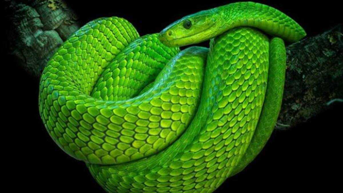 Green mamba facts: is this the deadliest snake in Africa? - Briefly.co.za