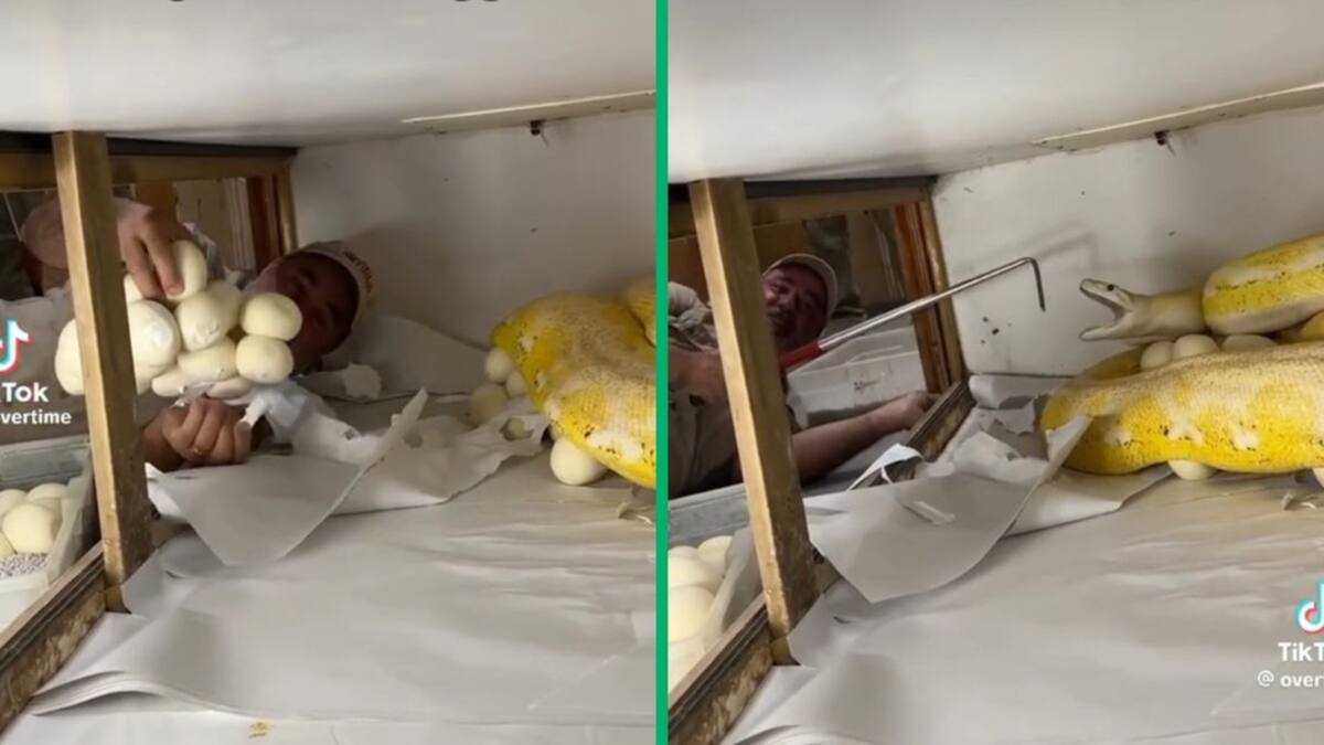 Albino Python Mother Defends Eggs From Snake Handler in Heart-Stopping ...