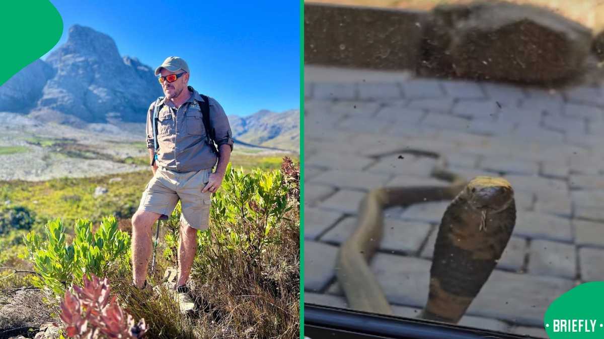 "Lucky the door was closed": Spitting cobra peeps through the window in Nelspruit, SA astonished