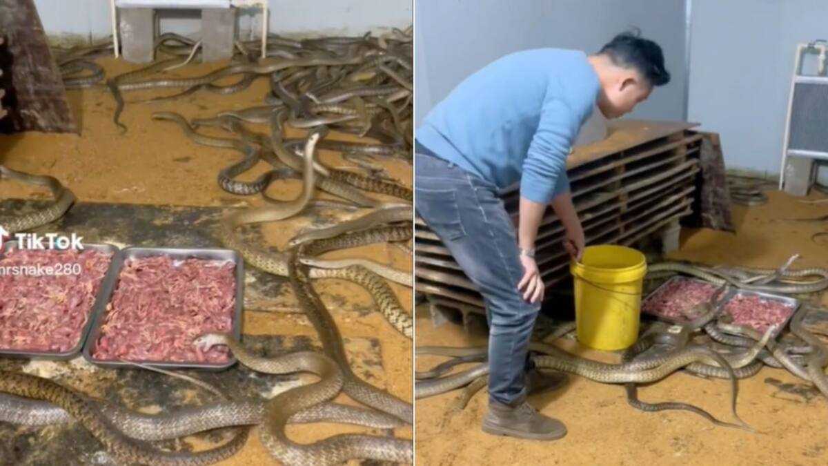 Snake Farm Goes TikTok Viral As Video of Vipers During Feeding Time ...