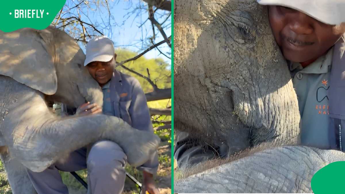 “I Love You Too, My Daughter”: Rescued Elephant Embraces Ranger in ...
