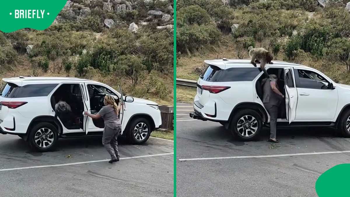 “Enjoyable experience”: SA reacts to woman attacked by Cape Town baboons caught on video