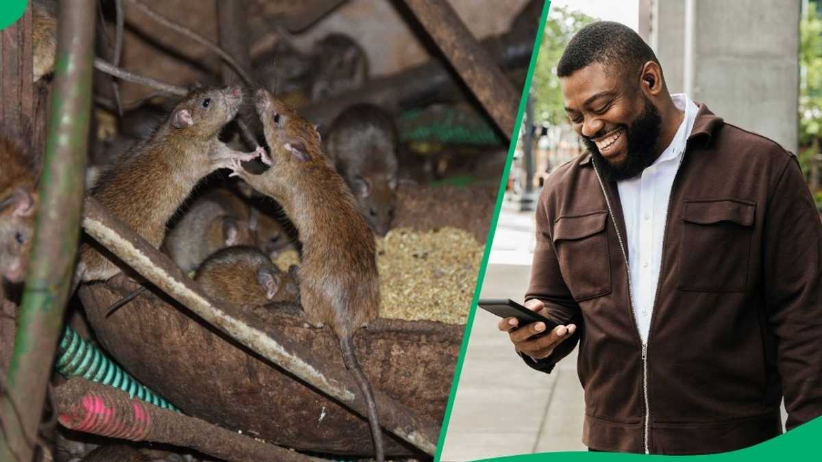 “I Can’t Stop Watching This”: Two Rats Fight in Broad Daylight ...