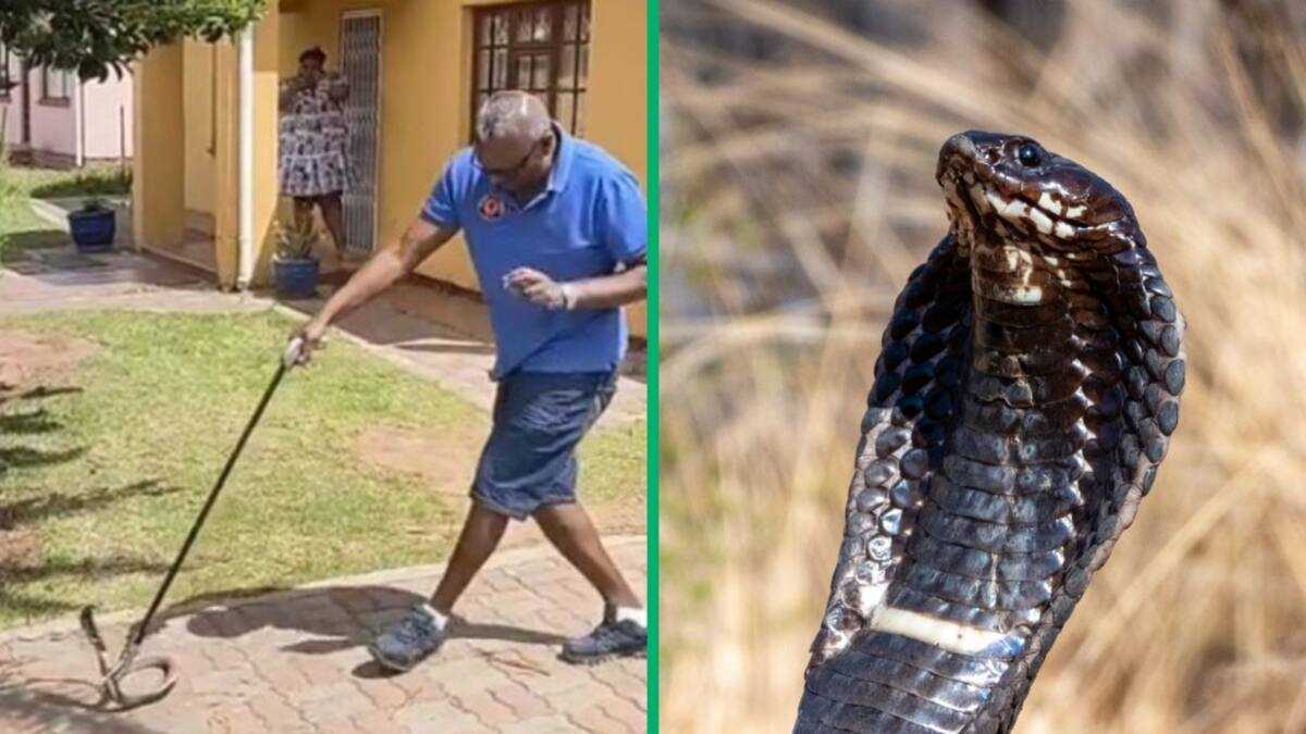 Eastern Cape Rinkhals Snake Caught in TikTok Video, Residents Tried To ...