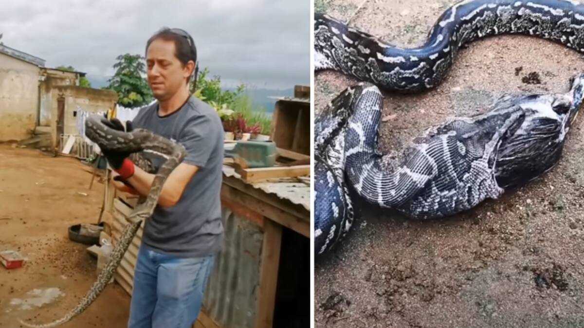 Snake catcher wrestles python causing it lose its lunch, vomits up ...