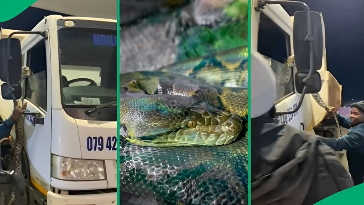 “Python Is Harmless”: SA React to Truck Driver’s Giant Snake at Petrol ...