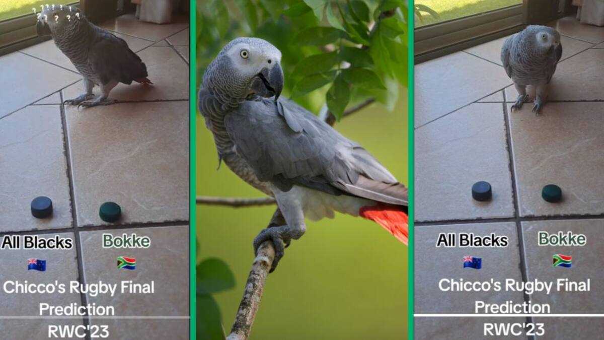 Parrot Predicts Springboks' Win in Rugby World Cup Final in Funny ...
