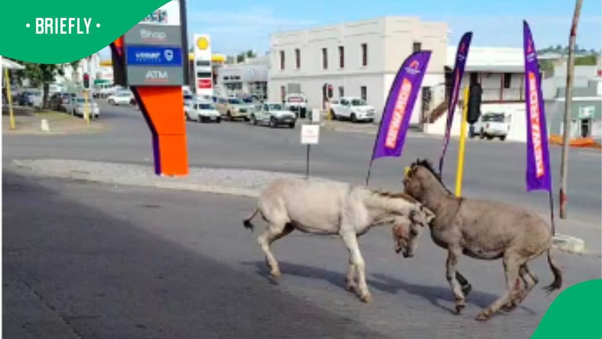 Donkeys fight in TikTok video, South Africans want Americans to see