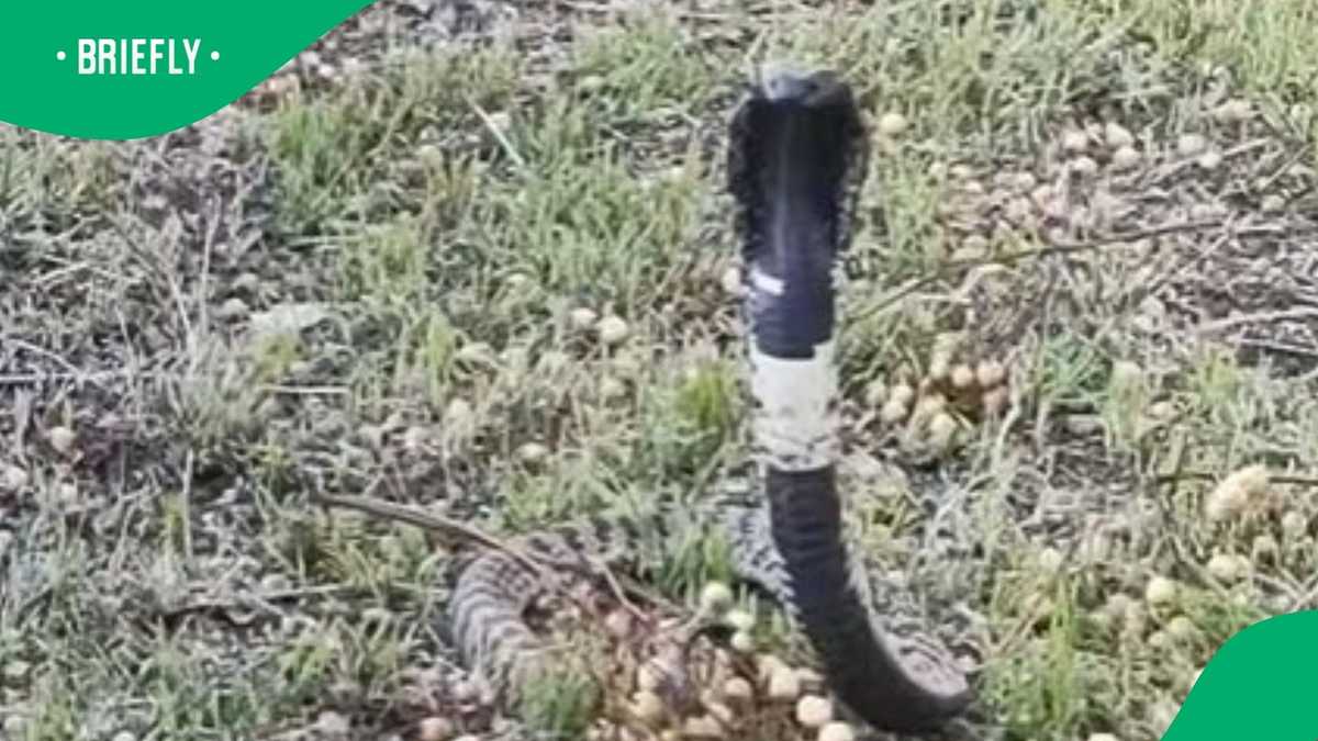 African Python Rearing Up “Beauty With Signature Pose”: Rinkhals Cobra Spotted in Eastern Cape ...