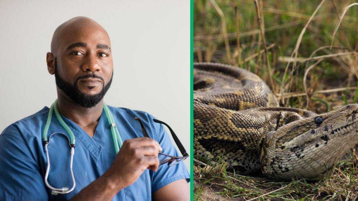 Python Humouir Vets Remove Beach Towel From Python in Viral Video, Rare Surgery Sparks ...
